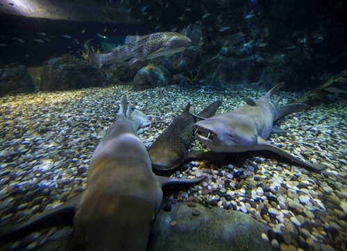 Sharks are seen inside the new Shark Mystique exhibit at Ocean Park in Hong Kong June 26,2014.  A new technology that can detect sharks and send alerts to lifeguards via smartphones is being developed in Australia. Reuters