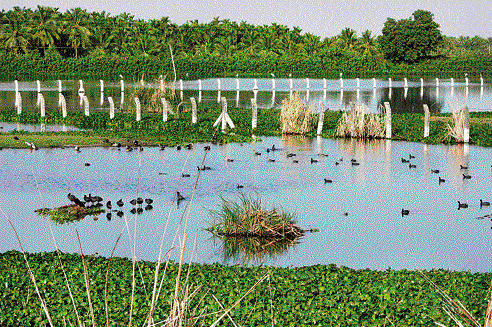 A view of Bheemasandra wetland. Photo by author