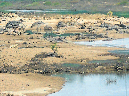 The Rivers Kumaradhara and Netravathi, which otherwise would be in full flow during the months of May - June, have now dried up in Uppinangadi, due to the absence of rains. DH photo
