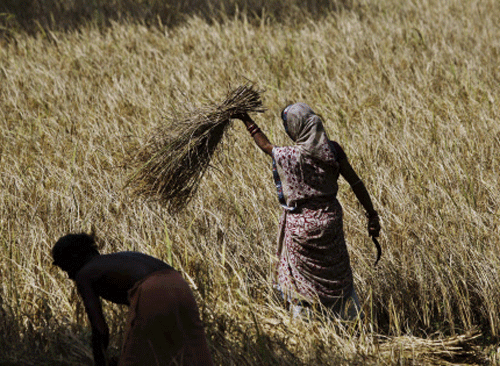 In the middle of sowing season, large swaths of central and northern India are staring at a rain deficient situation, as the monsoon continued to play truant with farmers, who are hoping against hope for showers to save the standing crops. PTI file photo