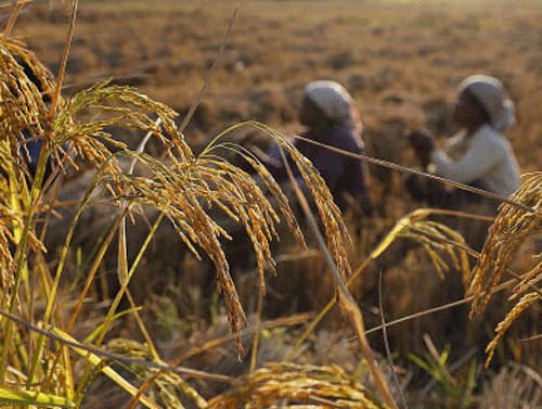 The environment ministry today gave its approval for field trials of certain varieties of Genetically Modified (GM)-crops, including rice, brinjal, chickpea, mustard and cotton. AP file photo for representation only