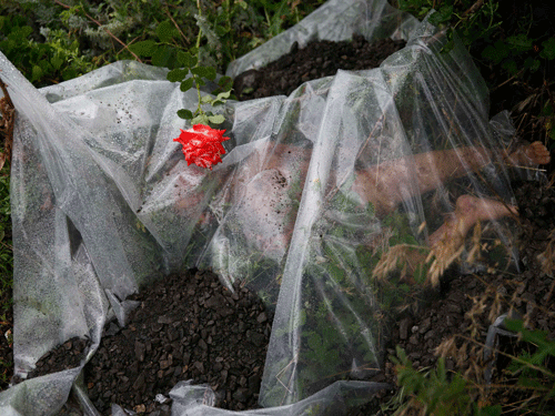 A rose lies on a plastic sheet covering a victim of a Malaysian Airlines Boeing 777 plane which was downed on Thursday near the village of Rozsypne, in the Donetsk region July 18, 2014. World leaders demanded an international investigation into the shooting down of Malaysia Airlines Flight MH17 with 298 people on board over eastern Ukraine in a tragedy that could mark a pivotal moment in the worst crisis between Russia and the West since the Cold War. REUTERS