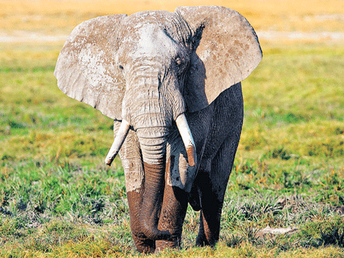 African elephants have almost 2,000 olfactory receptor genes - the largest number ever characterised, more than twice that found in dogs, and five times more than in humans, scientists say. DH file photo