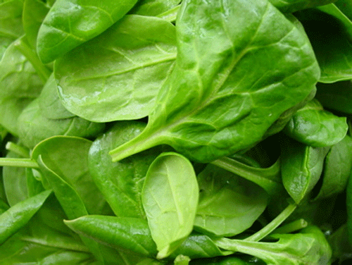 Popeye's favourite snack spinach, which gave the cartoon character super strength, also has the ability to convert sunlight into a clean, efficient alternative fuel. DH file photo