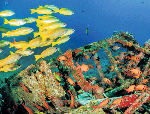 Plastic debris re-engineer marine ecology, harming ocean life. DH Metrolife print