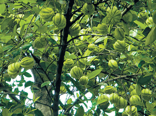 BOUNTYCultivation of the Gambogia fruit is very economical for the families of the Western Ghats.