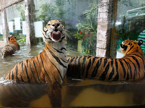 Global conservation organisation WWF today sounded an alarm over poaching of tigers and said that at an average, two wild cats are killed per week due to high demand of their body parts in Asian countries / Reuters Photo