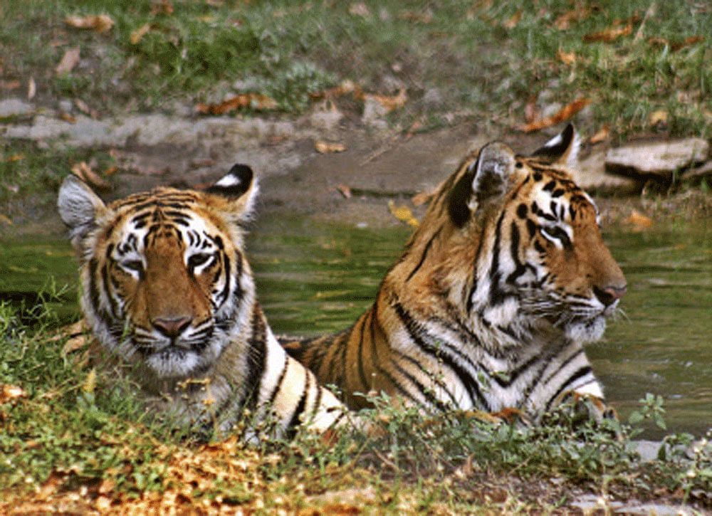 Of the 100,000 tigers that once roamed in the wild a century ago, only 3,200 are left behind, the World Wide Fund (WWF) for Nature has revealed in a report. PTI photo