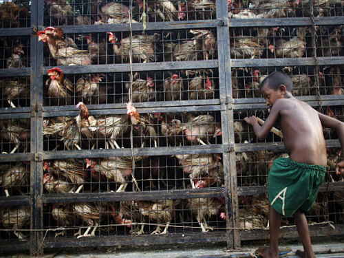 Fresh evidence on rampant misuse of antibiotics in the poultry industry surfaced on Wednesday as Delhi-based NGO Centre for Science and Environment (CSE) found high levels of six antibiotics in 40 per cent of raw chicken samples they analysed. Reuters file photo for representational purpose only