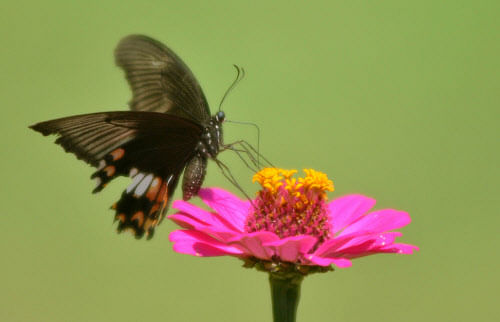 The number of butterflies seems to have reduced in the City over the years due to increasing urbanisation and pollution levels. However, according to experts, the exact number and species is not known. DH file photo