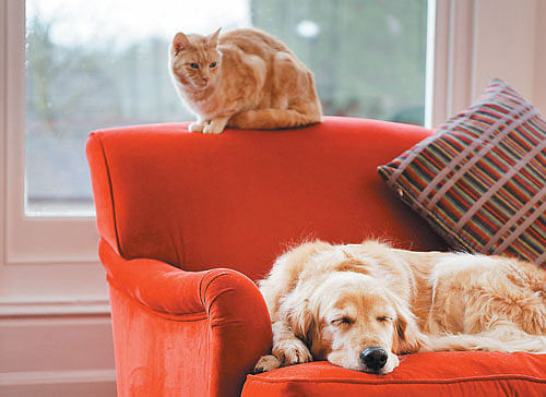 Create a separate area for your pets in your home so that they don't invade your space. DH Homes&interiors print