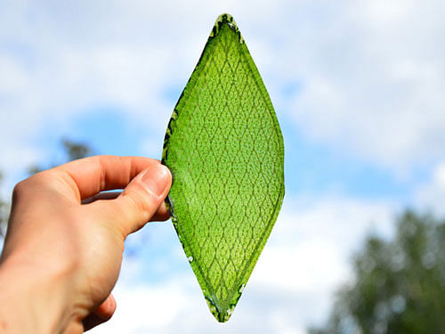 An inventor in the UK has developed the world's first synthetic biological leaf that absorbs water and carbon dioxide to produce oxygen just like a plant, and it could enable long-distance space travel. Photo courtesy: Dezeen