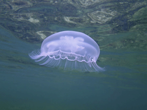 Marine biologists have discovered a jellyfish lake in Gujarat, probably the first such in India. DH representation photo