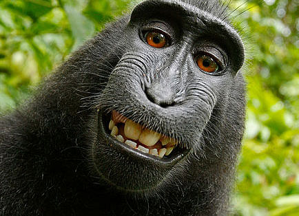 The Wikimedia Foundation today insisted that it would not remove from its website a 'selfie' taken by a mischievous monkey, despite claims from the British photographer whose camera was used that it breached his copyright. Image courtesy: Wikipedia Commons