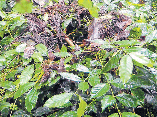 Coffee plants affected with kole roga at Tholoorshettalli near Somwarpet.