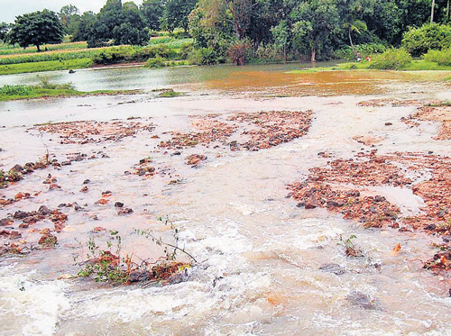 The crops that were washed away due to a breach in a canal at Ramenahalli in Arakalgud taluk of Hassan district. DH PHOTO