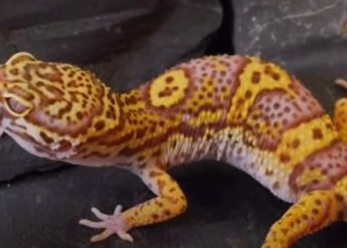Decoded: How geckos cling to ceilings