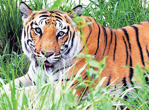 Bannerghatta Biological Park houses 36 tigers. DH PHOTO