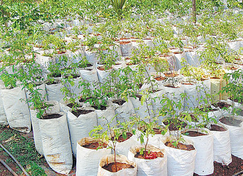 Till July 26, 2014, only 48,000 saplings have been planted in the City. DH FILE PHOTO