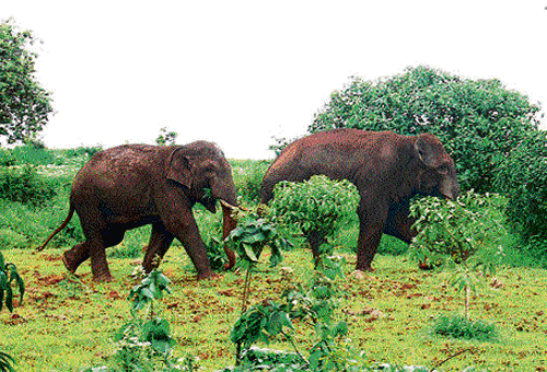 Tuskers spotted on the outskirts of Yaramal village in Belgaum taluk on Wednesday. DH photo