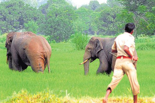 Wild jumbo chase: The pachyderms which were sighted near Belgaum on Thursday.  dh&#8200;pHOTO