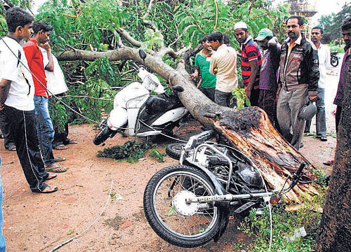 COLLATERAL DAMAGE: Two-wheelers were crushed under the trees which crashed to the ground following heavy rains in Nanjanagud of Mysore district on Friday. DH PHOTO