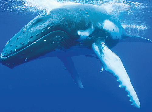 Scientists and fisheries managers have long underestimated the valuable role large whales play in healthy ocean ecosystems, a new study suggests.