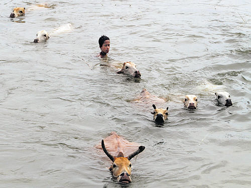 A boy swims with his cattle through floodwaters as he tries to take them to a safer place in Morigaon district of Assam on Monday. AP
