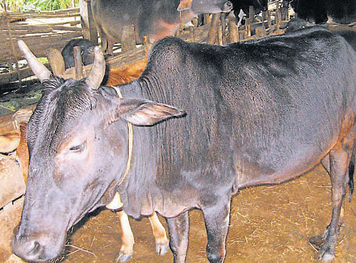 The milk route which was initiated four years ago is facing threat of closure in Malnad. With private association giving emphasis to dairy farming, milk production had increased. However, owing to lack of market, the economic condition of dairy farmers did not improve.