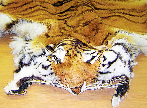 There is no count of tiger pelts in the custody of police. DH FILE PHOTO