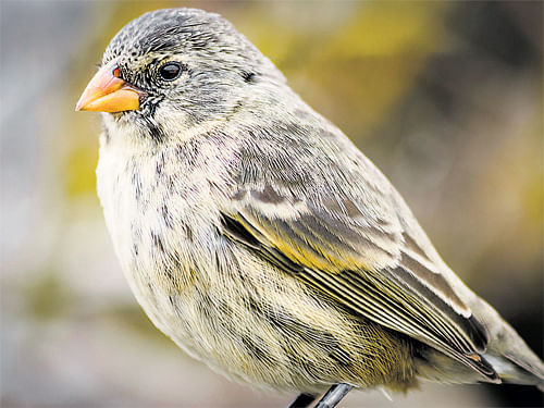 Galapagos finches were studied extensively by Charles Darwin.