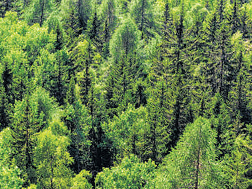 Planting of trees will reduce greenhouse gas emissions.