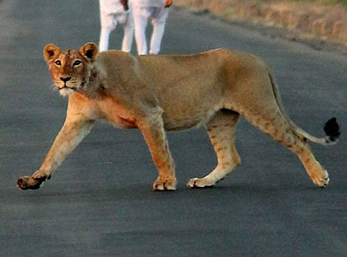 A six-year-old Asiatic lioness was mowed down by a train near Gir Wildlife Sanctuary in Gujarats  Junagadh district, a forest official said today. PTI photo representation only