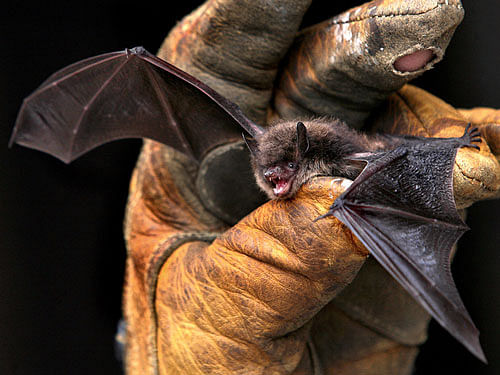When food is scarce, bats change their tactics and turn more flexible in their echolocation behaviour.