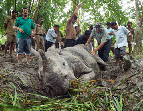 A medical team treating an injured one horned-rhino stuck in mud at Lukhurakhonia Village near Kaziranga National Park on Sunday. PTI Photo