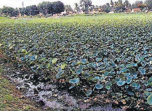 Lakes in Mandya and Malavalli taluks have been infested with aquatic weeds, as water from KRS reservoir is yet to reach water bodies. DH PHOTO