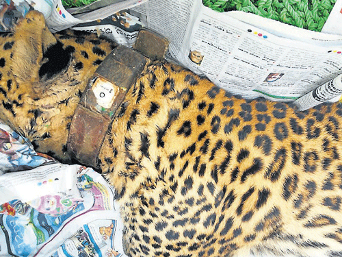 Photograph of the dead leopard that was circulated among popular messaging apps.