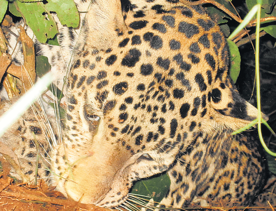 The three-year-old leopard that was found dead near Nagarhole National&#8200;Park, is said to have died of cardiac arrest. DH&#8200;Photo