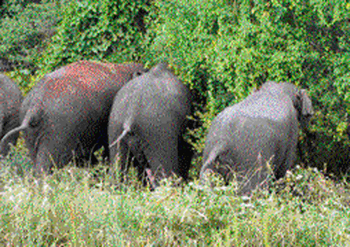 The herd of male elephants which was sighted at  Toobinakere in Maddur taluk, Mandya district, on Sunday.  DH&#8200;Photo