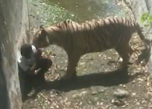 The Delhi zoo Tuesday clarified that the youth, who was mauled to death by a white tiger, had "jumped into the enclosure" and did not slip and fall as claimed by some witnesses. TV Screen Grab