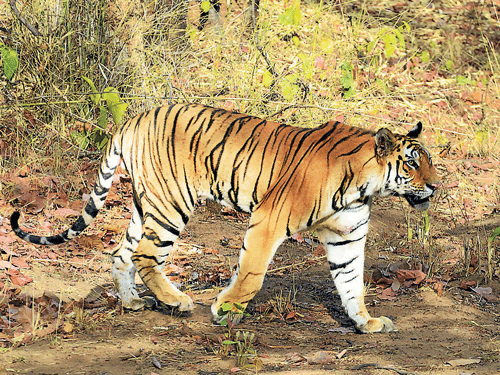 Tiger spotted at the Bandhavgarh Tiger  Reserve in Madhya Pradesh. Photo by Ramu M