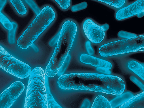 The idea that our own bacteria are making potent antibiotics seems very strange.