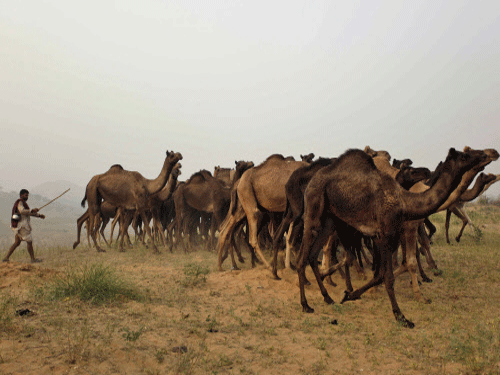 Against the background of ensuing Bakrid festival and arrival of camels to Tamil Nadu to be offered for Qurbani, the Animal Welfare Board of India has said that the desert animal cannot be slaughtered for food. AP file photo. For representation purpose