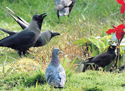 Experts claim that scarce food source is another reason for the dwindling crowpopulation. DH PHOTO