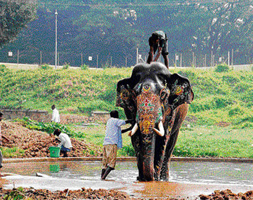 An elephant is given bath on the Mysore Palace premises on Sunday. KPN