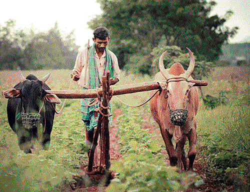 Brighter prospects: A farmer working on his field in Raichur.