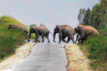 The Forest department has written to the State government and the Railway ministry, seeking reduction in the cost of rails needed for erecting barriers in areas where man-elephant conflict is high.