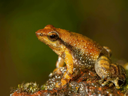 Professor Maik Behrens from the German Institute of Human Nutrition Potsdam-Rehbruecke and colleagues examined the genetic repertoire of bitter taste receptor genes in chickens and frogs, which represent two extremes. Frogs were found to have 5 ancestral genes, indicating that their expanded repertoire was due to later gene duplication events. AP file photo