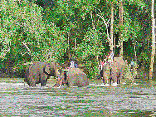Elephants playing around; Elephants taking a bath in the river.