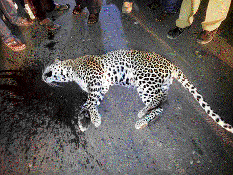 fatal crossing: The leopardess run over by a vehicle on Bannerghatta Road near Kalkere Main Road on Monday evening. DH photo
